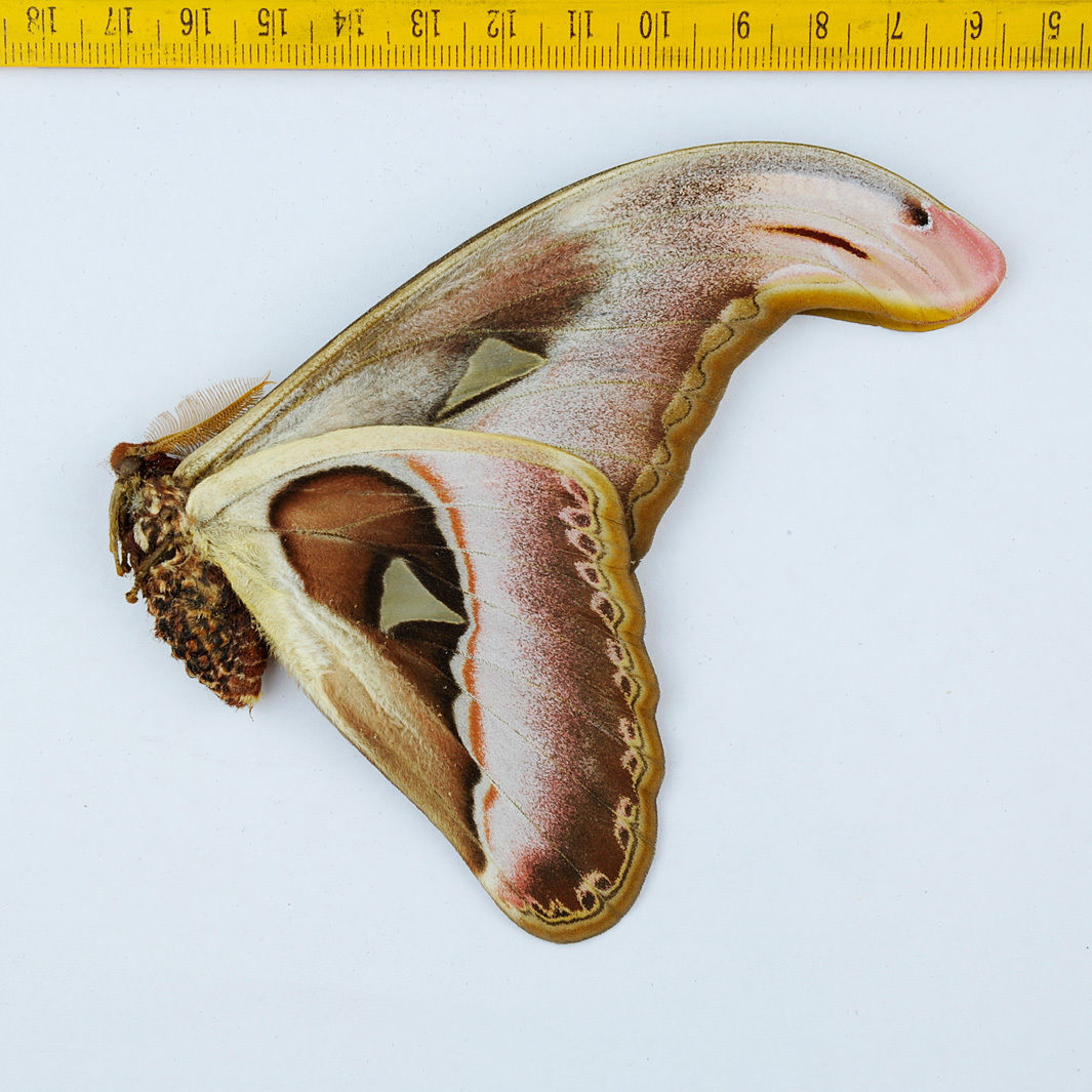 Attacus atlas (aberration, verso, unmounted, Malaysia) [Internet image property of respective owner, non commercial use only]